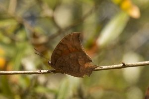 BlackRiverMaryAn_2015_03_16 - Goatweed Leafwing (2)