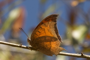 Leafwing