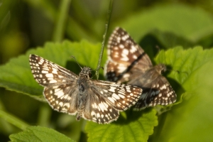 BlackSwamp_2014-08-14 - Checkered Skipper, Common (2)-websized