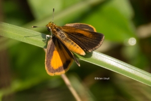 BlackSwamp_2014-08-14 - Skipper, Least (7)