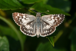 BlackSwampTlh_2014-08-05 - Skipper, Checkered Sp (17)