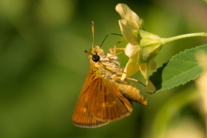 BlackSwampTlh_2014-08-05 - Skipper, Southern Broken-dash (1)