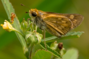 Skipper, Sachem (F)