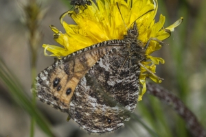 Chryxus Arctic