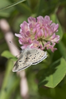 BoreasPass_2015_07_14 - Blue, Greenish - note upper hw orange margin (8)_a-websized