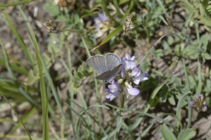 BoreasPass_2015_07_14 - Blue, Silvery (1)-websized