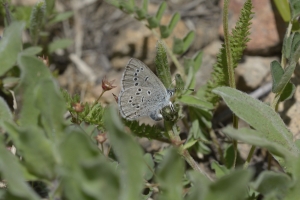 BoreasPass_2015_07_14 - Blue, Silvery (6)-websized
