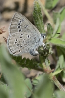 BoreasPass_2015_07_14 - Blue, Silvery (7)_a-websized