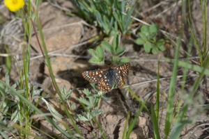 BoreasPass_2015_07_14 - Checkerspot, Variable #1 (1)