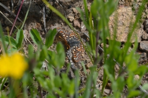 BoreasPass_2015_07_14 - Checkerspot, Variable #1 (4)