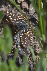 BoreasPass_2015_07_14 - Checkerspot, Variable #1 (4)_a