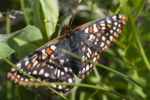 Variable 
