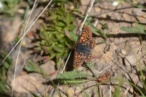 BoreasPass_2015_07_14 - Checkerspot, Variable #3 (2)