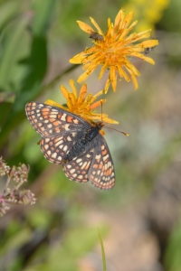 BoreasPass_2015_07_14 - Checkerspot, Variable #4