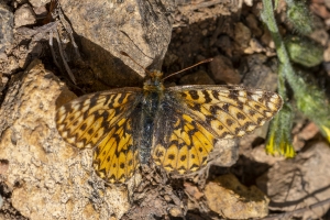 Freija Fritilliary