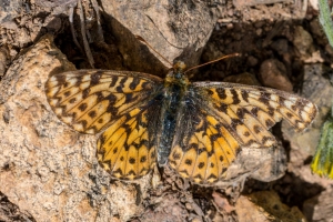 BoreasPass_2015_07_14 - Fritilliary, Freija  (9)_a