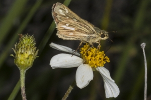 Brevard_Meritt Island_2017_02_27 - Skipper, Ocala