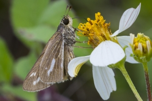 Brevard_Meritt Island_2017_02_27 - Skipper, Salt Marsh