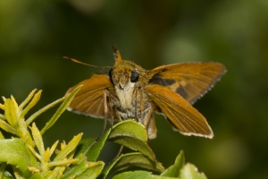 Butterflies_2016_09_22 - Skipper, Berry's