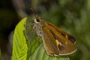 Butterflies_2016_09_22 - Skipper, Dion (2)