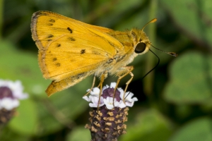 Grass Skippers *