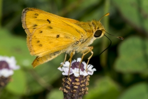 Skipper, Fiery
