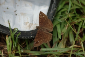 Butterfly 2004-07-02-0007