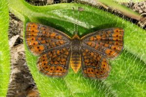 BVL_SR65-379_2015_04_02 - Metalmark, Little-2k-webpage