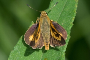 Byssus Skipper (F)