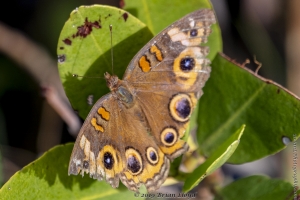 CFL_Merritt Island_BPDrv_2019_04_25 - Buckeye, Mangrove-Fullsized_2