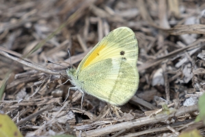 CFL_Merritt Island_Courtney Pkwy_2019_04_25 - Sulphur, Dainty (5)-Fullsized