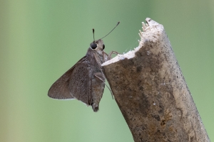 Monk Skipper