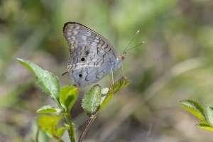 CFL_Vierra Wetlands_2019_04_25 - Peacock, White (1)-Fullsized