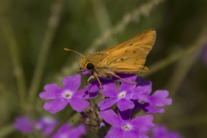 Skipper, Fiery (M) 