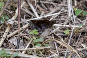 Skipper, Clouded