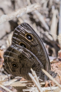 CO_BlackCanyon_2015_07_13 - Wood-Nymph, Common (1)