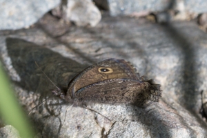 Small Wood-Nymph 