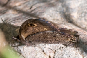 CO_BlackCanyon_2015_07_13 - Wood-Nymph, Small #2 (3)_01