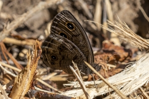 Grand Basin Wood-Nymph