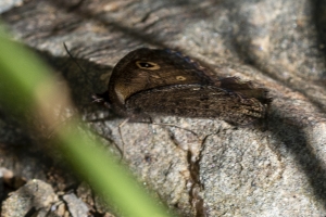 CO_BlackCanyon_2015_07_13 - Wood-Nymph, Small (8)-websized