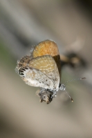 Dominguez-Escalante Natnl ConsArea_2015_07_11 - Blue, Western Pigmy (2)_a