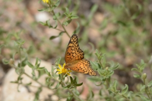 Dominguez-Escalante Natnl ConsArea_2015_07_11 - Fritilliary, Variegated (3)