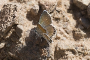 Dominguez-Escalante Natnl ConsArea_2015_07_11 - Pigmy-Blue, Western #2_a
