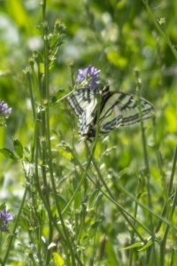 Dominguez-Escalante Natnl ConsArea_2015_07_11 - Swallowtail, Pale (7)_a