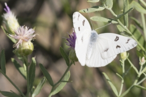 Dominguez-Escalante Natnl ConsArea_2015_07_11 - White, Checkered (2)_a