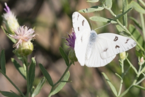 Dominguez-Escalante Natnl ConsArea_2015_07_11 - White, Checkered (2)_a