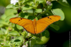 DrVonDMizEJohnso_05-16-2019 - Julia Heliconian (2)-Fullsized