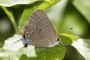 EKP 2015_05_05, Hairstreak, Banded-web