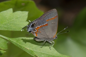 EKP 2015_05_06 - Hairstreak, Red-Banded (2)_a-webpage