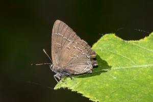 EKP 2015_05_08 - Hairstreak, Banded (2)-web